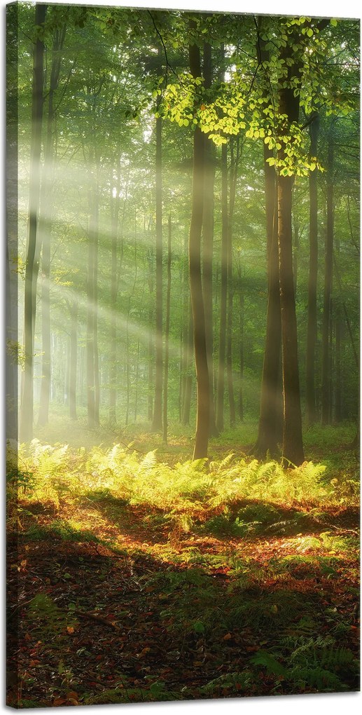 Vászonkép Fény az erdőben Természet Fák 40x80 cm Ajándéknak is tökéletes