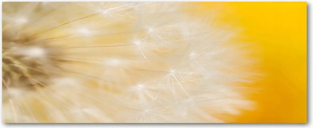 Modern üvegpanel a konyhába Pitypang XXL