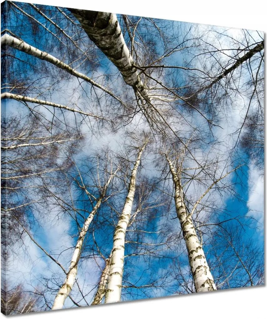 Vászonkép 50x50 Nyírfa