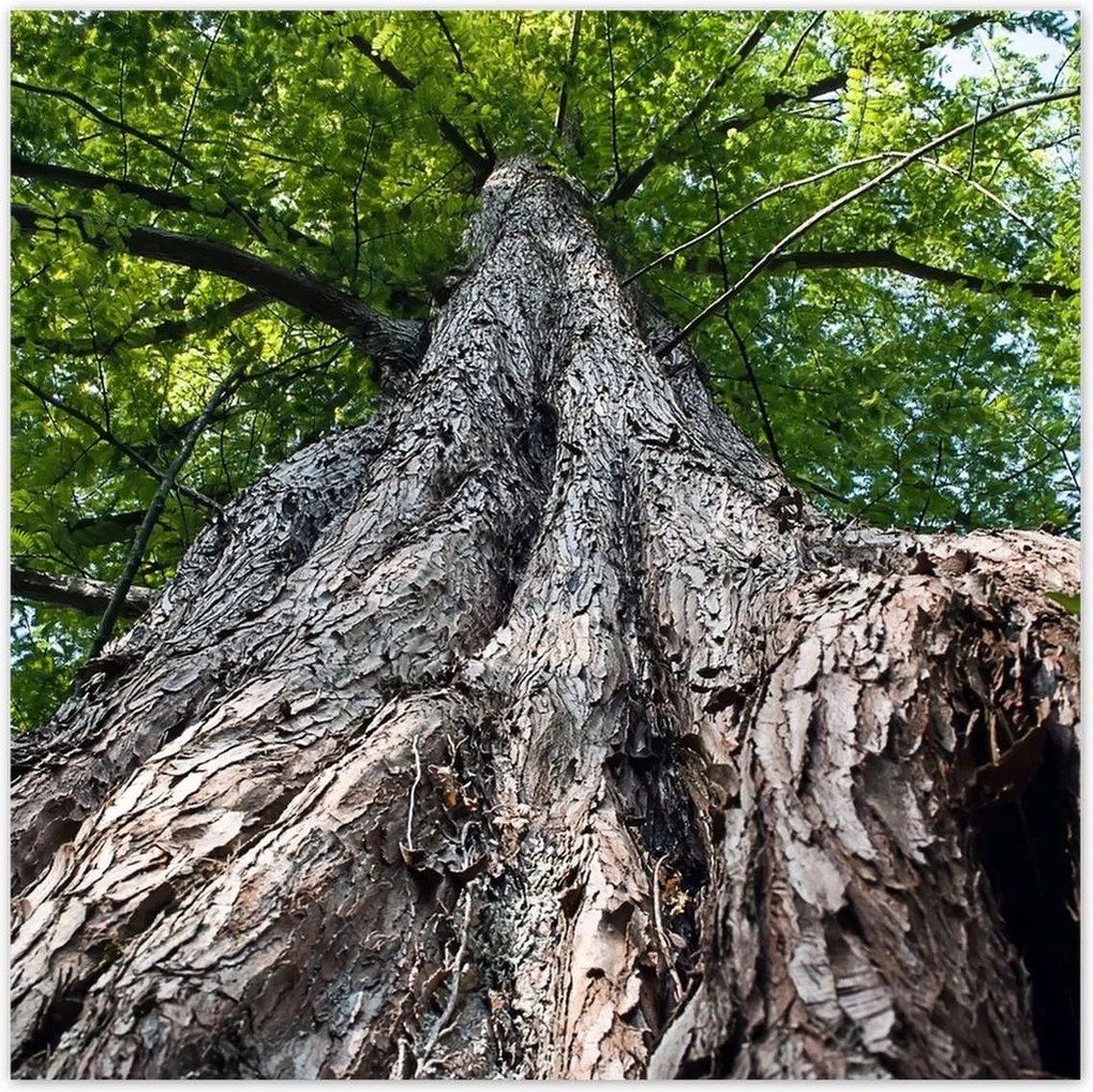 Poszterek 100x100 Fa Fák Kilátás