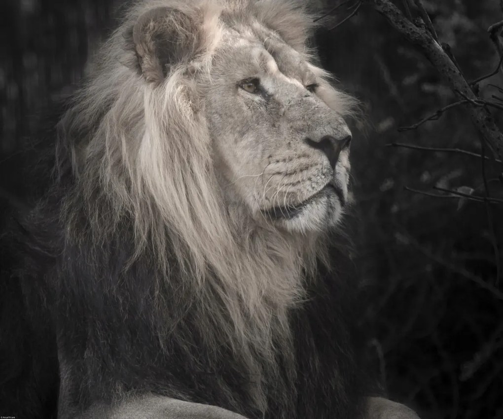 Poszter 60x50cm Oroszlán, Assaf Frank