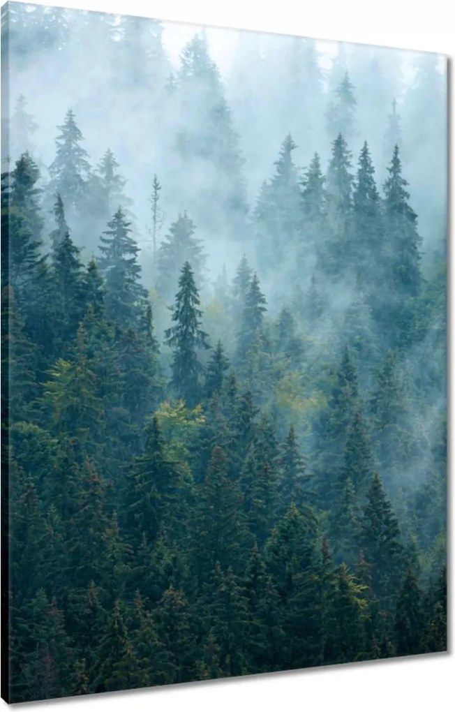 Vászonkép 60x80 Erdő a ködben Utazás