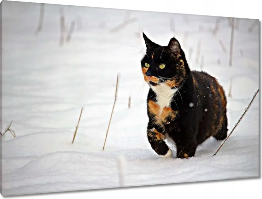 Képek 120x80 Cica Cicák Macskák