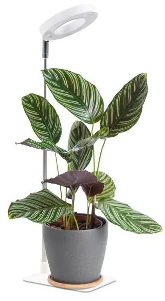 LED fényerőszabályozható asztali lámpa növénytermesztéshez VERDI LED/5W/5V 1300K fehér