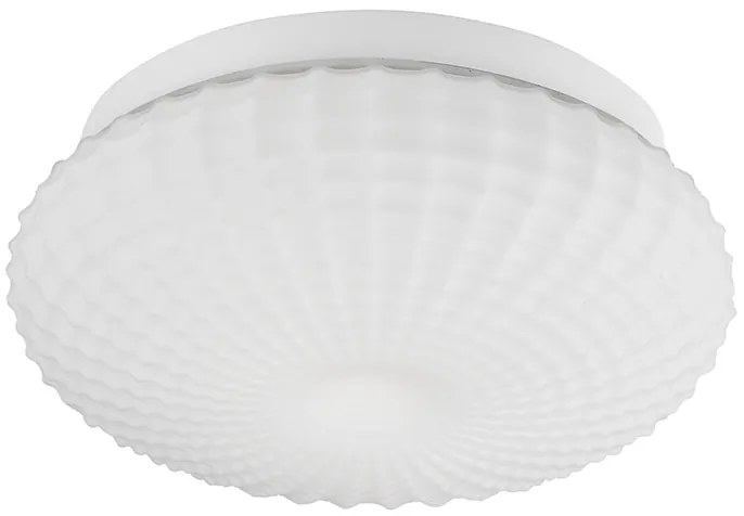 Clam