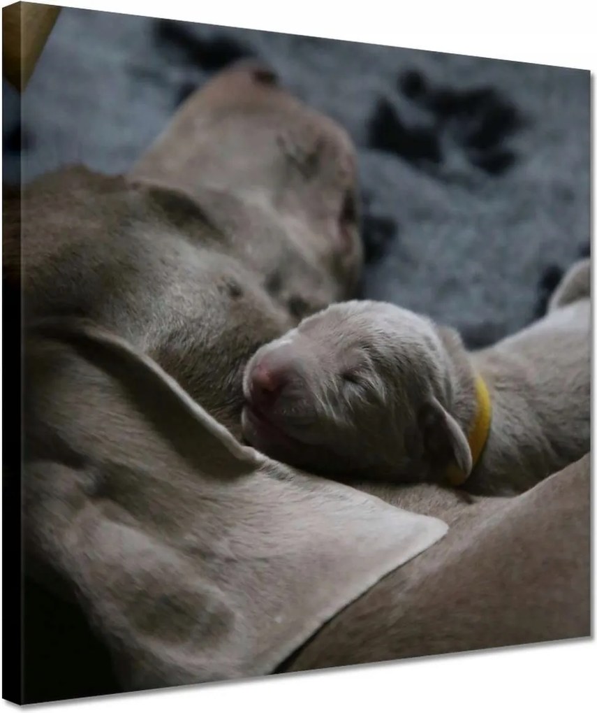 Vászonkép 30x30 Kutya Kutyák