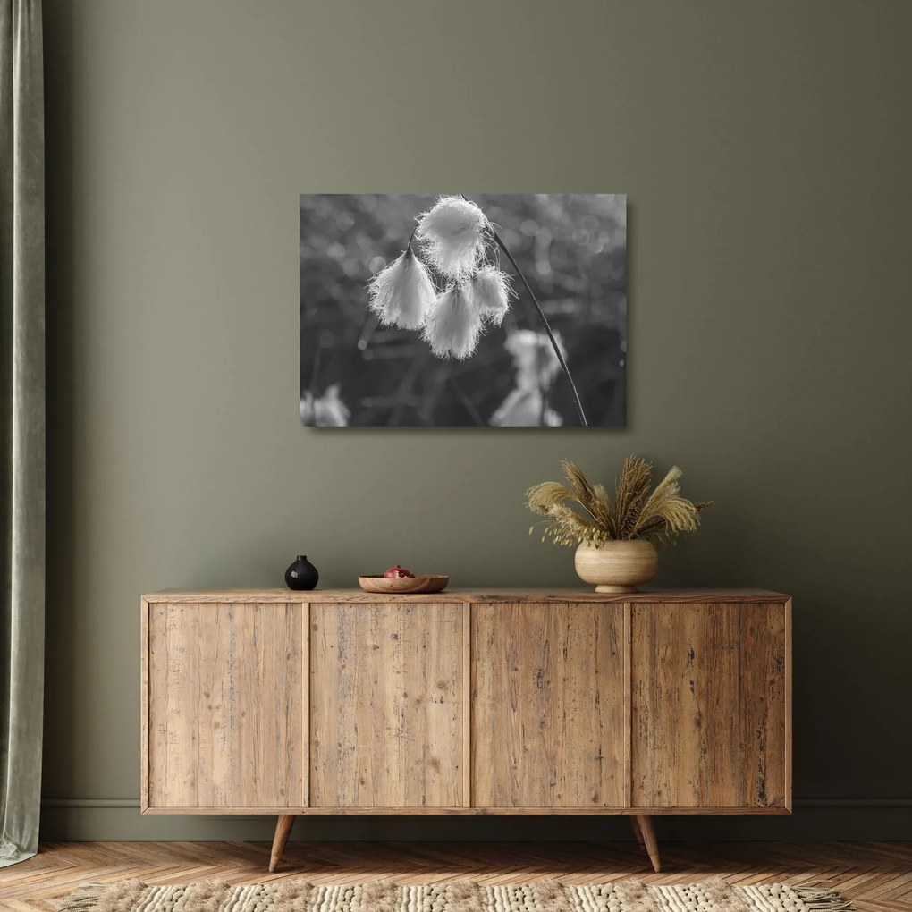 Üveg kép - Cottongrass (70x50 cm)