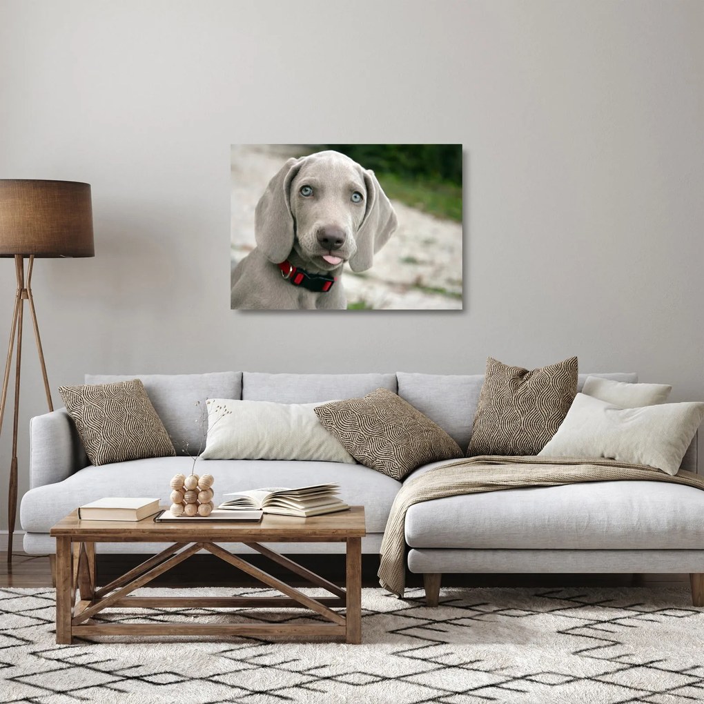 Kép - weimaraner kölyökkutya (üvegen) (70x50 cm)