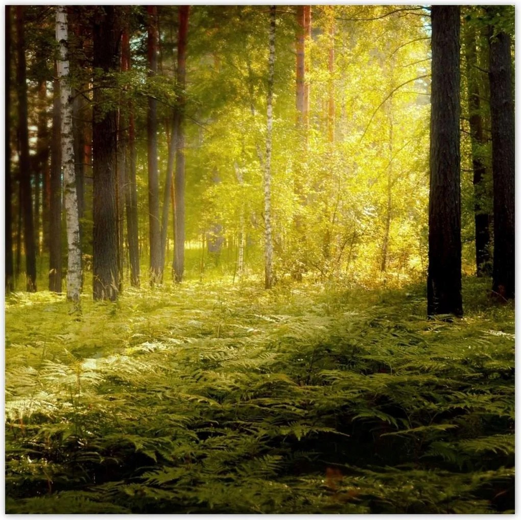 Poszterek 100x100 Napfelkelte az erdőben