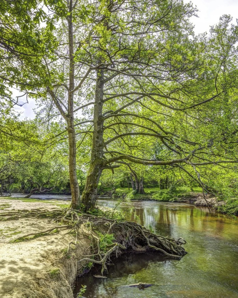 Poszter 40x50cm Tó az erdőben 2, Assaf Frank
