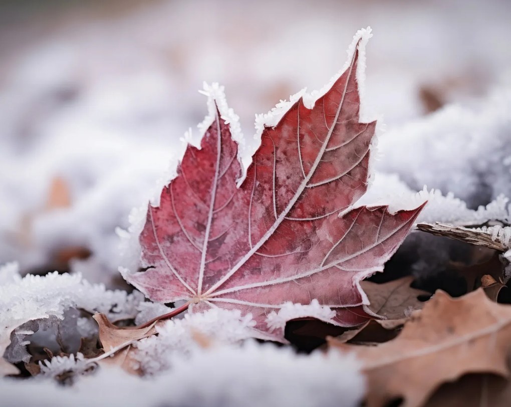 Poszter 76x60,5cm Levél az ősz végén