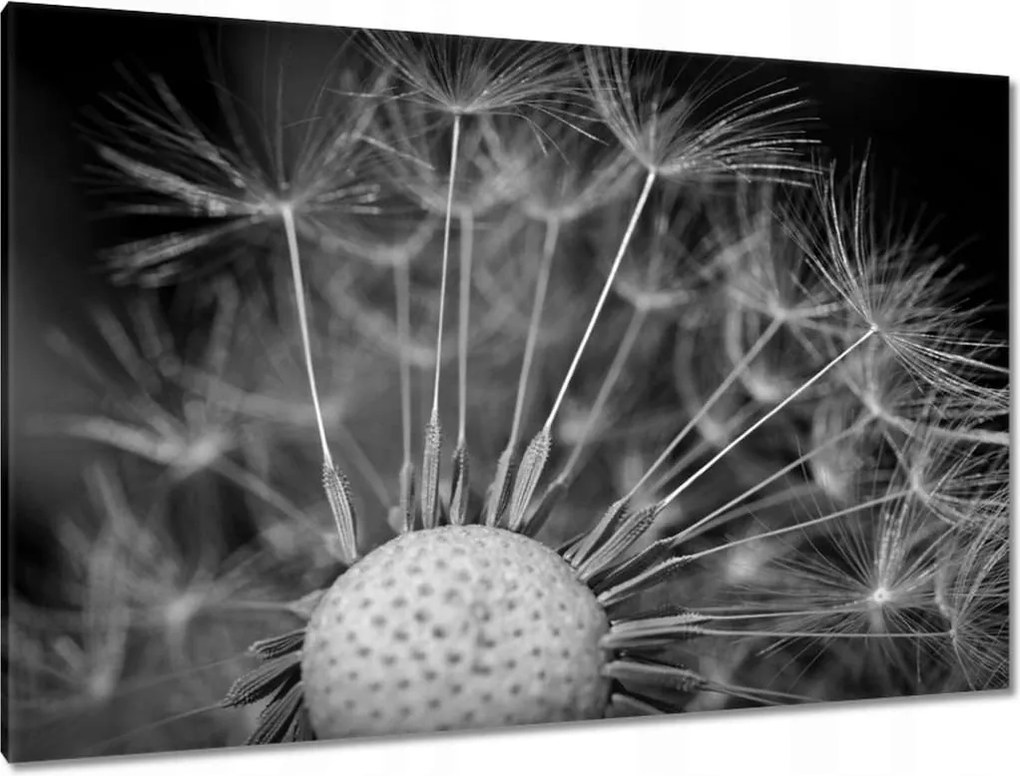 Vászonkép 120x80 Pitypang Virág Virágok