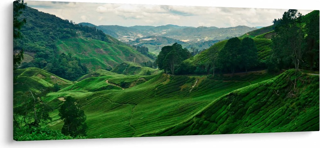 Kép - Teaültetvények Malajziában (120x50 cm)