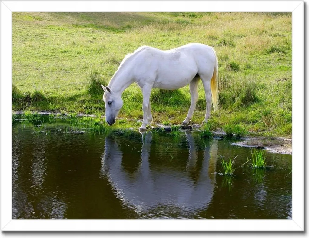 Poszterek keretben 40x30 Fehér ló