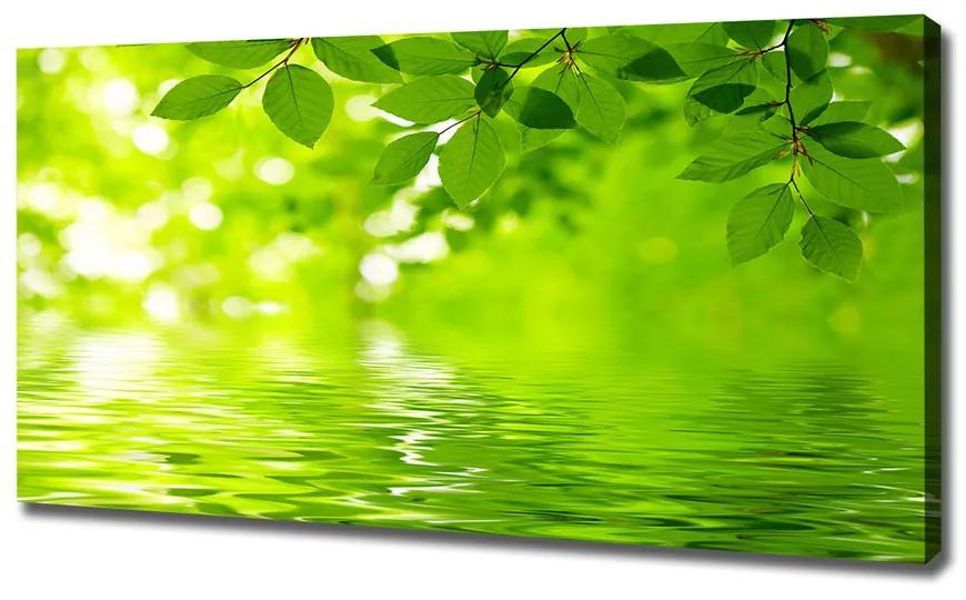 Vászonkép nyomtatás Zöld levelek pl-oc-120x60-f-41296480