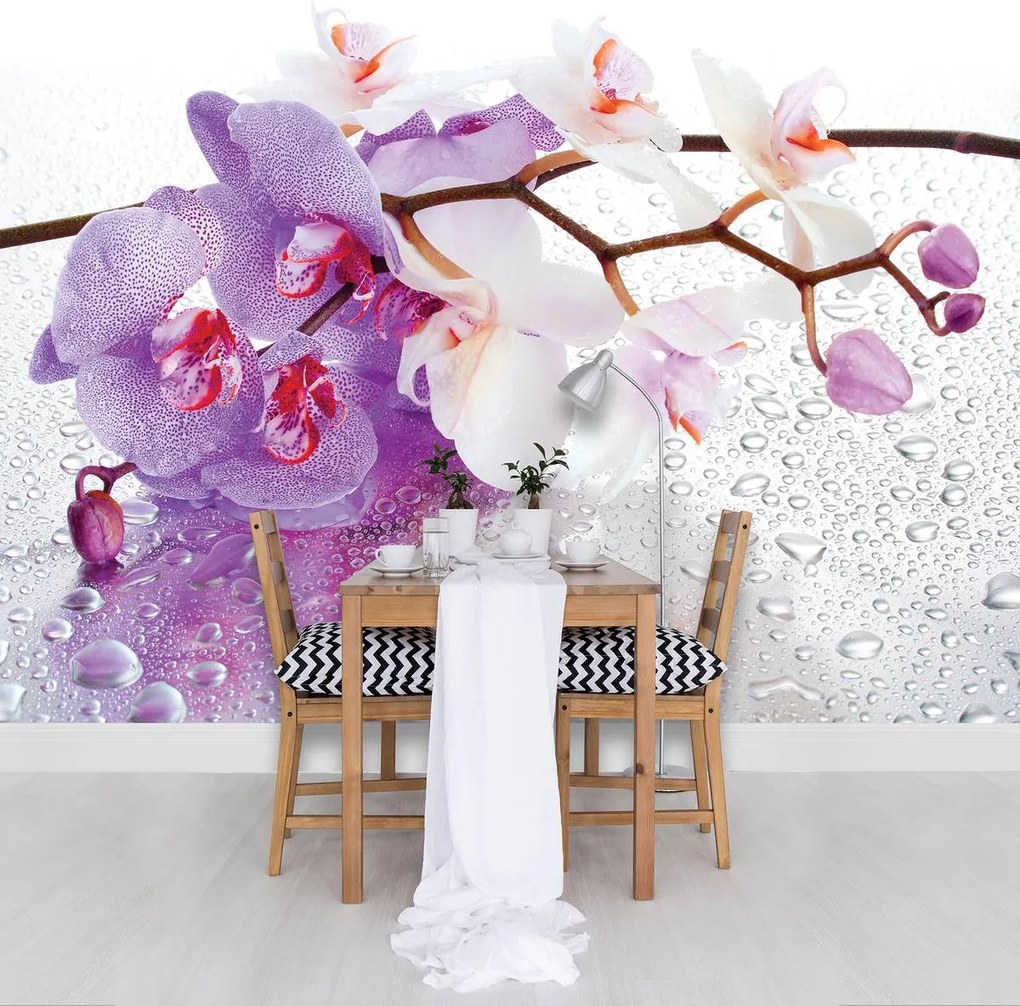 Fotótapéta - Orchideák (152,5x104 cm)