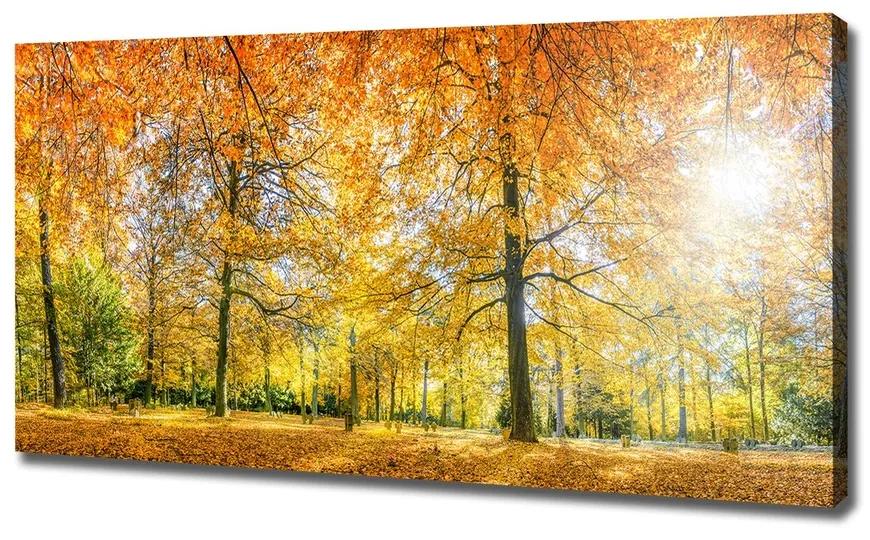 Vászon nyomtatás Erdő ősszel pl-oc-120x60-f-70578437