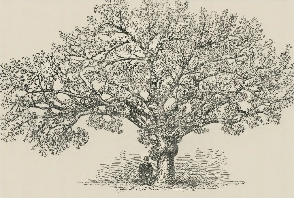 Fotótapéta Flizelin a ház szobájába 3D fa illusztráció 104x70 ragasztó