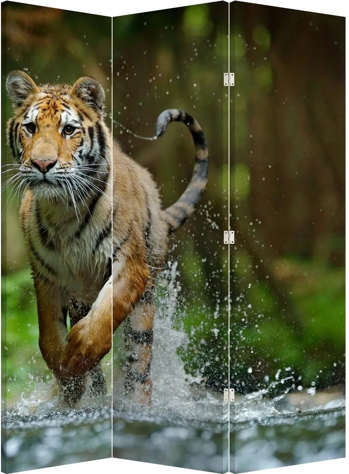 Paraván - Futó tigris (126x170 cm)