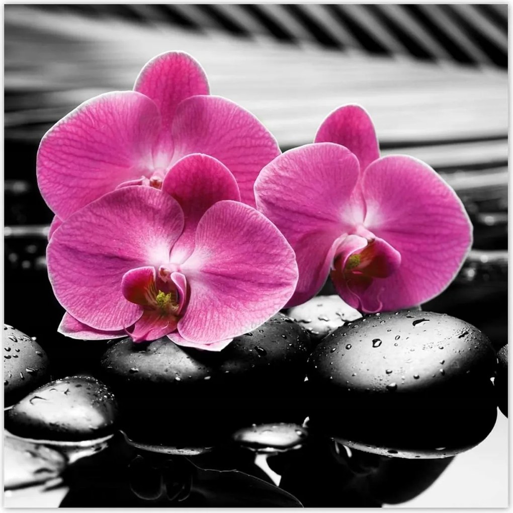 Poszterek 140x140 Lila leander