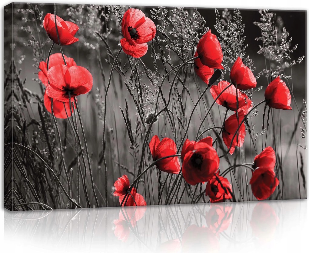 Vászonkép 60x40 Pipacsok piros fekete-fehér háttér kontraszt virágok természet mező