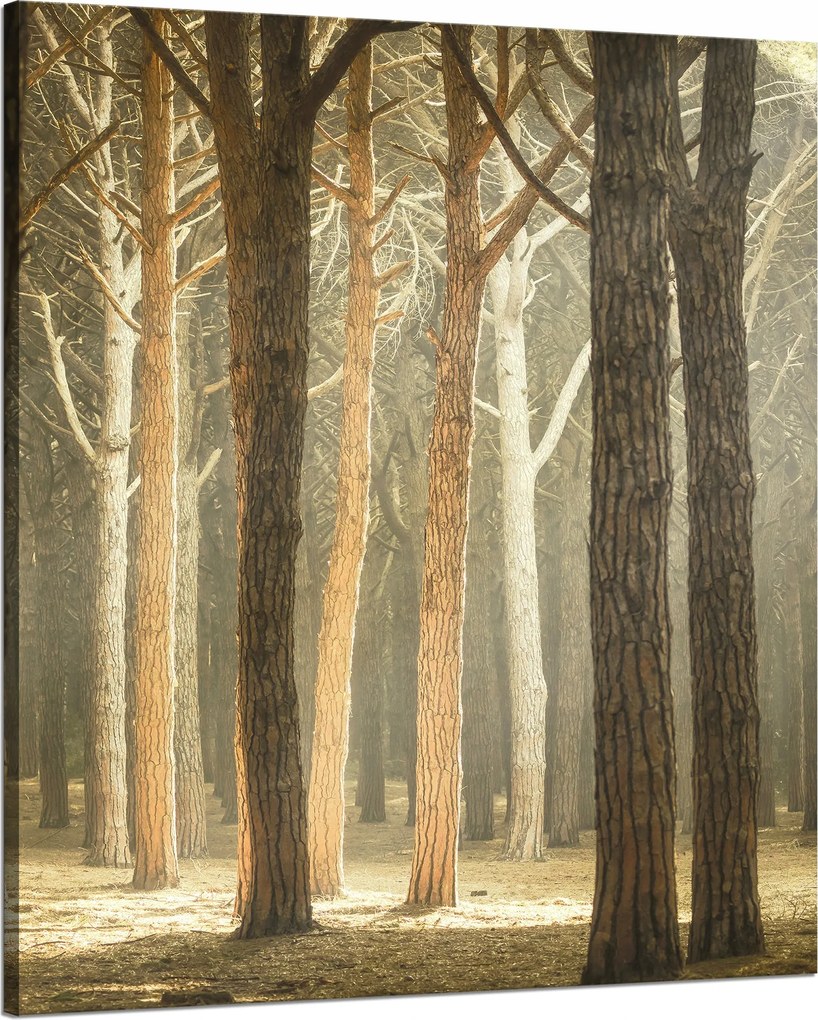 Vászonkép Fák Fény Természet Erdő 80x100 cm Ideális ajándék