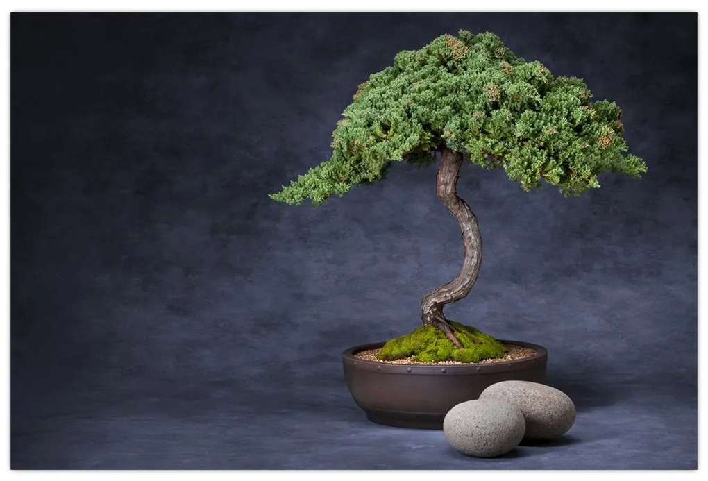 Kép - Bonsai (90x60 cm)