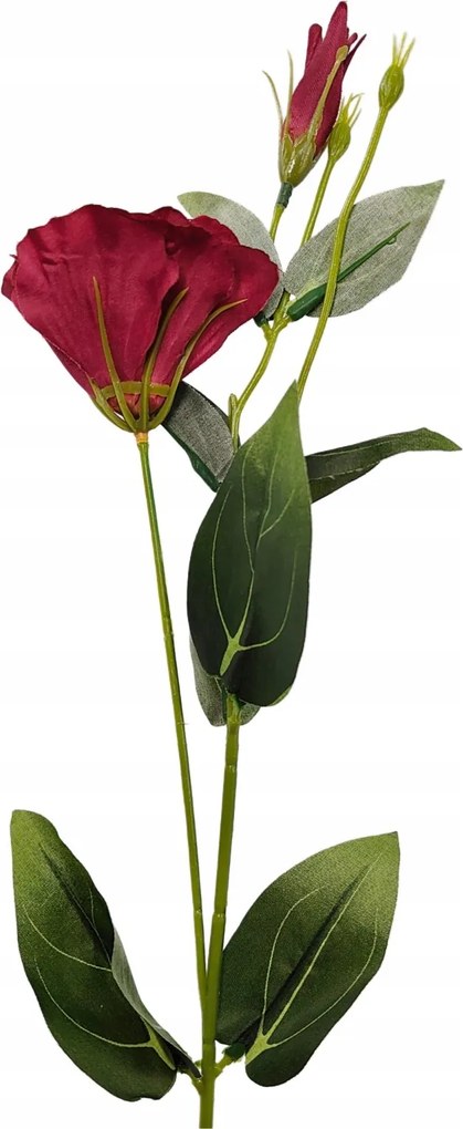 Eustoma szimpla cseresznye 6 db-os