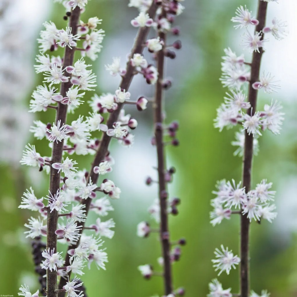 Poszter 40x40cm Virágok Actaea, Assaf Frank