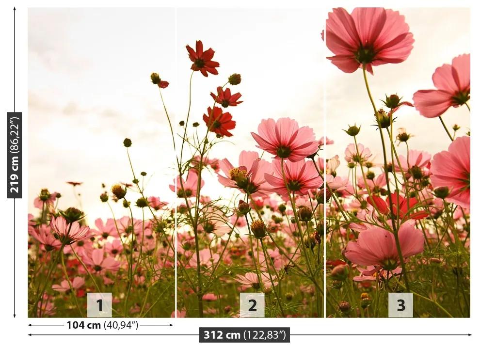 Fotótapéta Cosmos virágok 104x70 cm