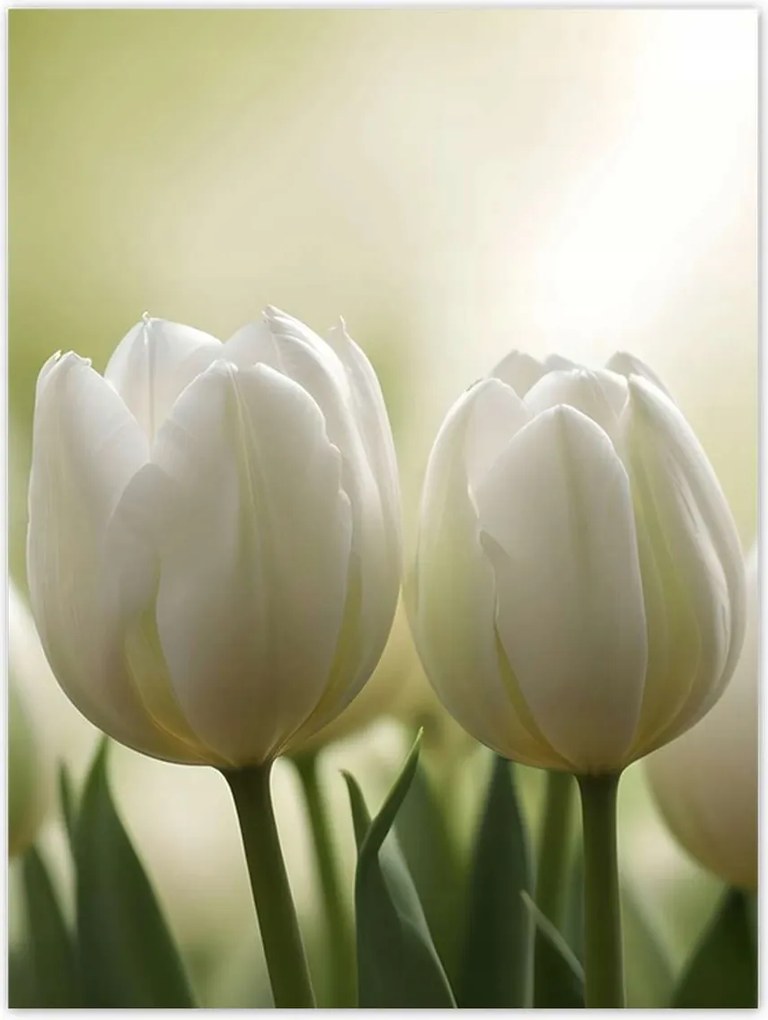 Poszterek 30x40 Fehér tulipánok
