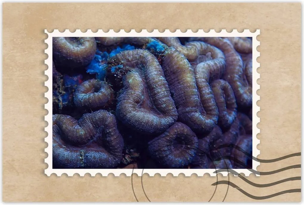 Poszterek 120x80 Vad természet az óceánban