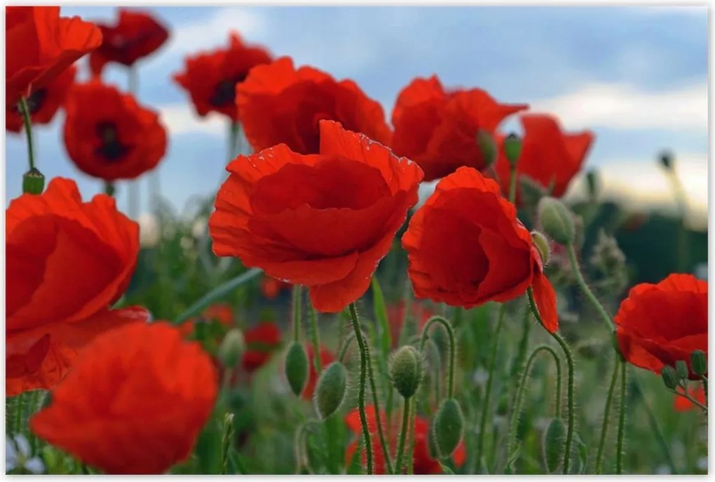 Poszterek 120x80 Mezei pipacsok az égbolt hátterében