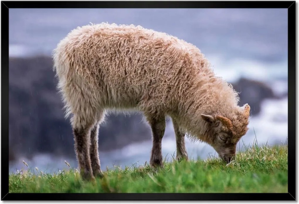 Poszterek keretben 60x40 Juh legeltetés Bárányok
