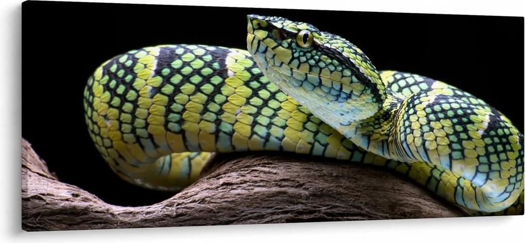 Kép - Wagler csörgőkígyó (120x50 cm)