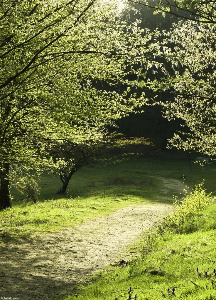 Poszter 20,5x28,4cm Napfény a fák közötti ösvényen, Assaf Fran