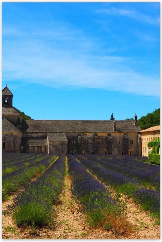 Poszterek 80x120 Levendulamező