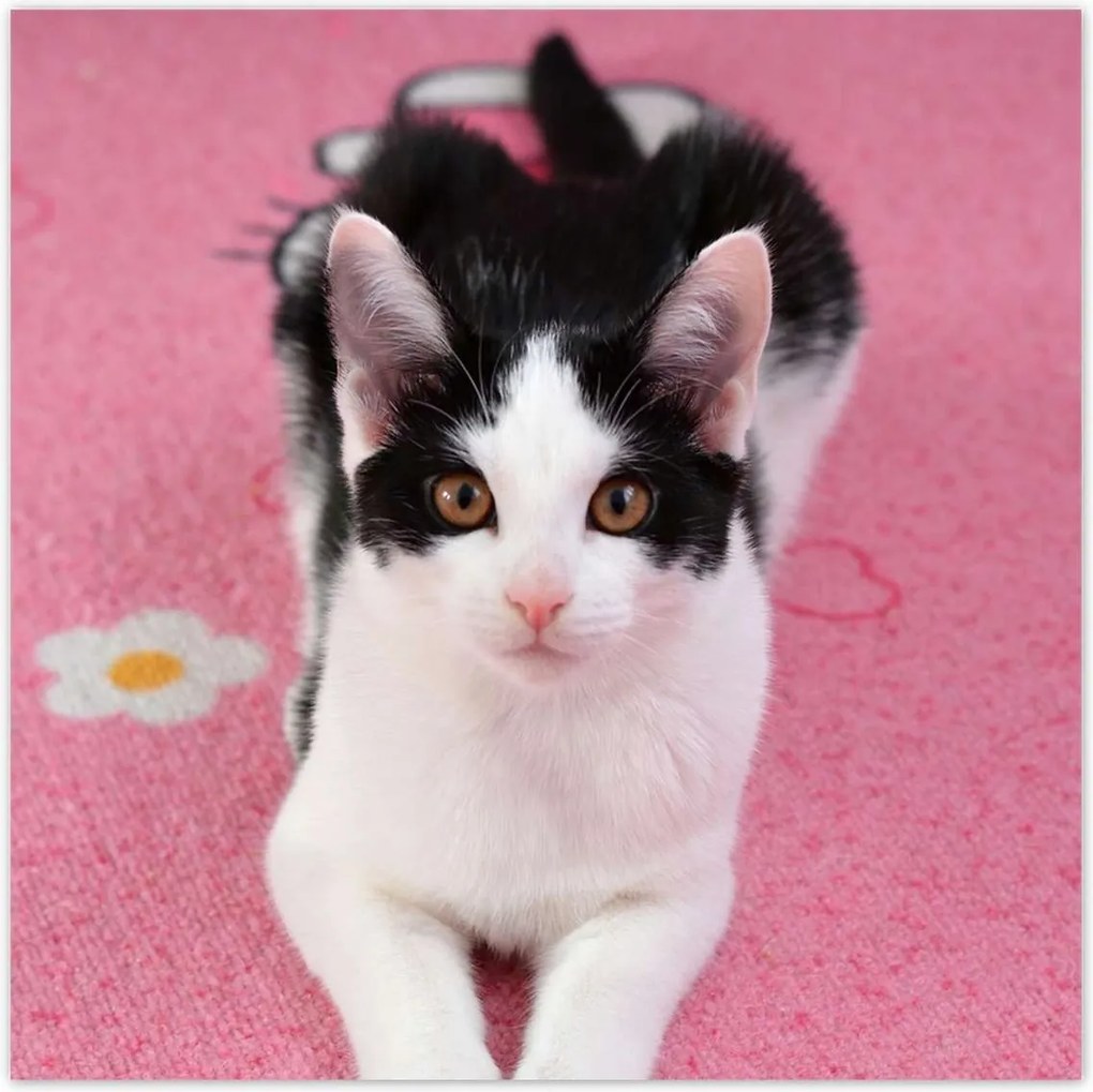 Poszterek 30x30 Cica Cicák