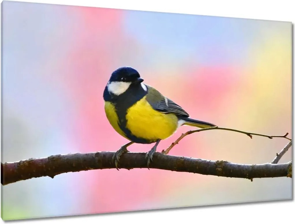 Vászonkép 120x80 Sárga madár