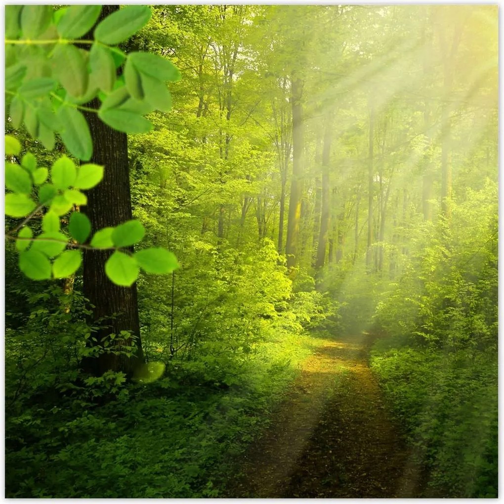 Poszterek 100x100 Varázslatos erdő Sugárzás
