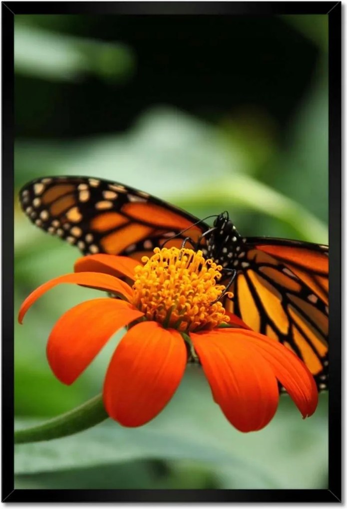 Poszterek keretben 40x60 Pillangó