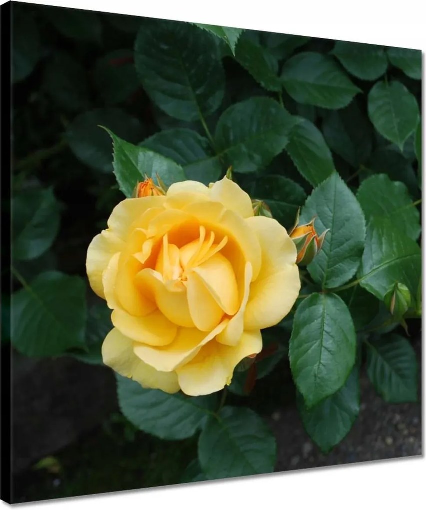 Vászonkép 40x40 Sárga rózsa