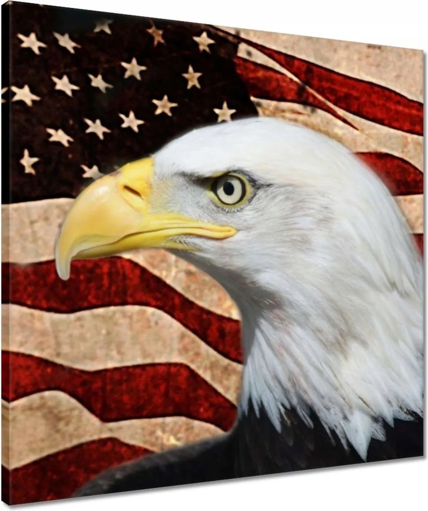 Vászonkép 50x50 Amerikai sas
