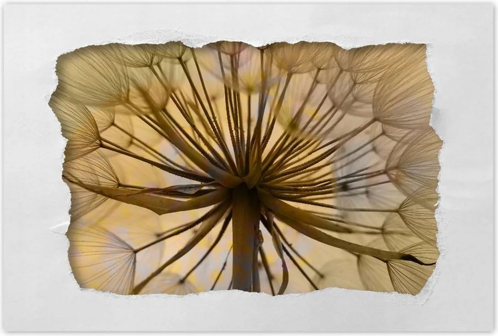 Poszterek 90x60 Pitypang Virág Virágok