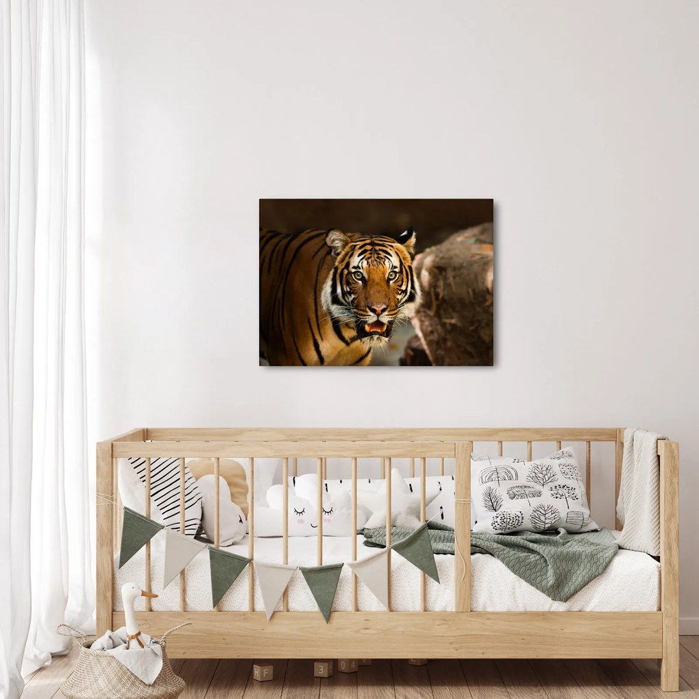 Tigris képe (70x50 cm)
