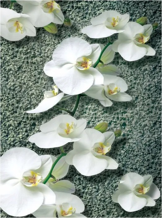 Fotótapéta Fehér orchideák elegancia és frissesség a belső térben 206x275 +ragasztó