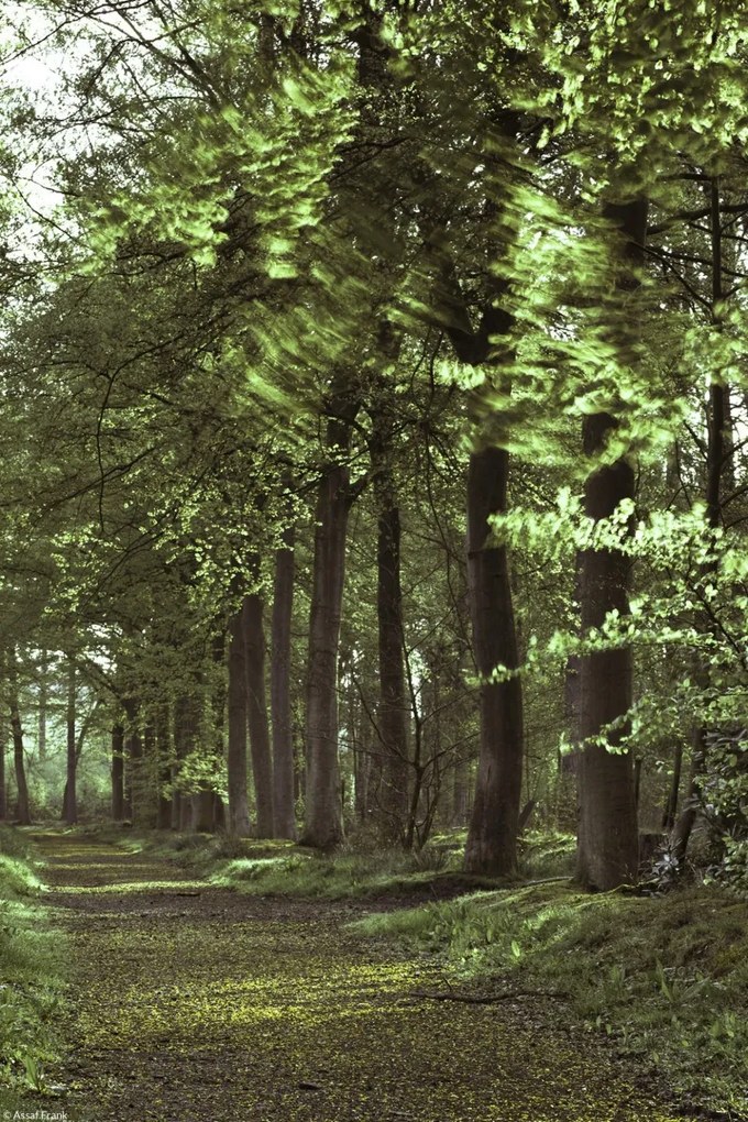 Poszter 20x30cm Tavaszi erdei ösvény 2, Assaf Frank