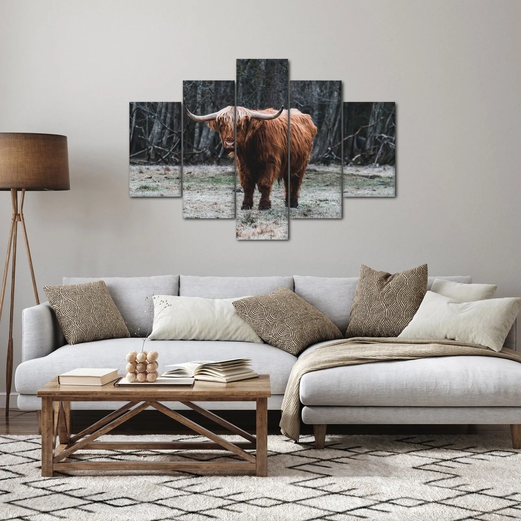 Kép - Skót tehén 2 (150x105 cm)