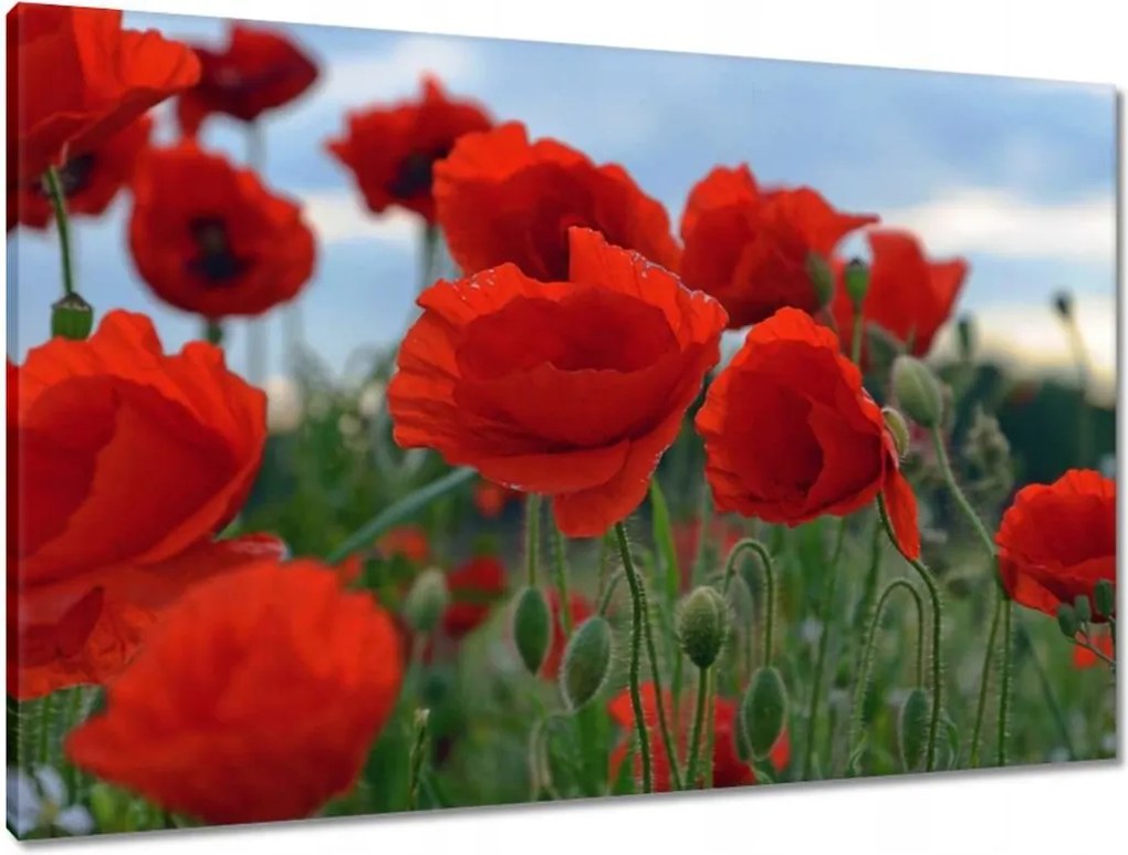 Vászonkép 90x60 Mezei pipacsok az égbolt hátterében