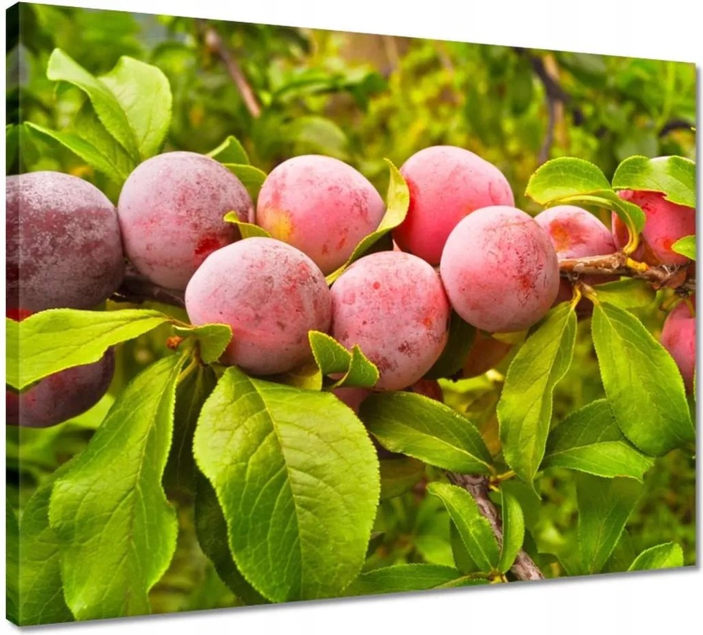 Vászonkép 50x40 Finom szilva